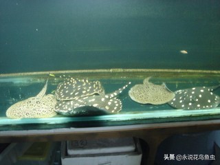 观赏鱼养殖技术论坛,观赏鱼鱼友交流