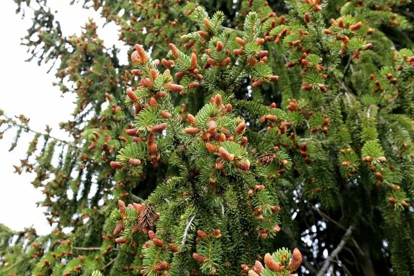 喀拉峻穿越琼库什台几天,喀拉峻穿越琼库什台