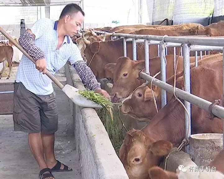 「创业」马宁镇苏新兴：发展种养业带领村民增收致富