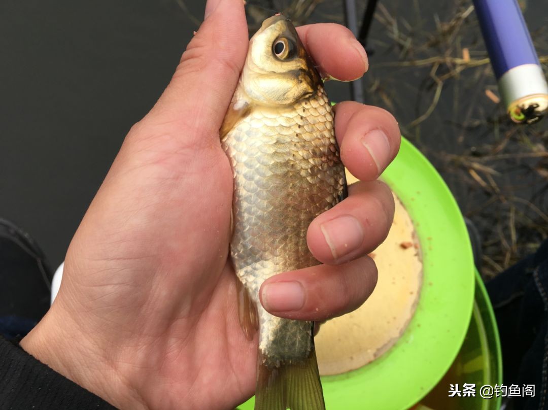 野钓大小通吃的饵料,春季野钓鲫鱼用什么味型饵料最好