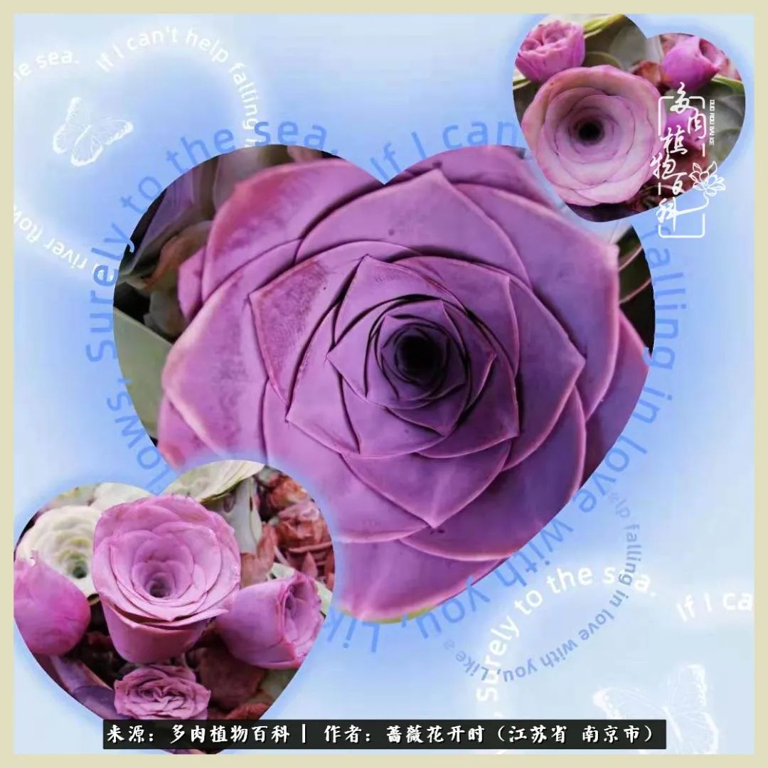 又见颜的妩媚，色的诱惑！这些山地玫瑰礼盒惊艳了眼眸