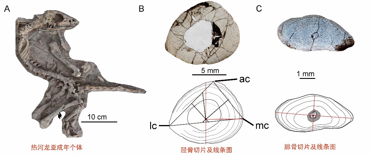 为啥恐龙可以一辈子长长长，而我们却不能？古生物学家从骨组织学上揭开了秘密