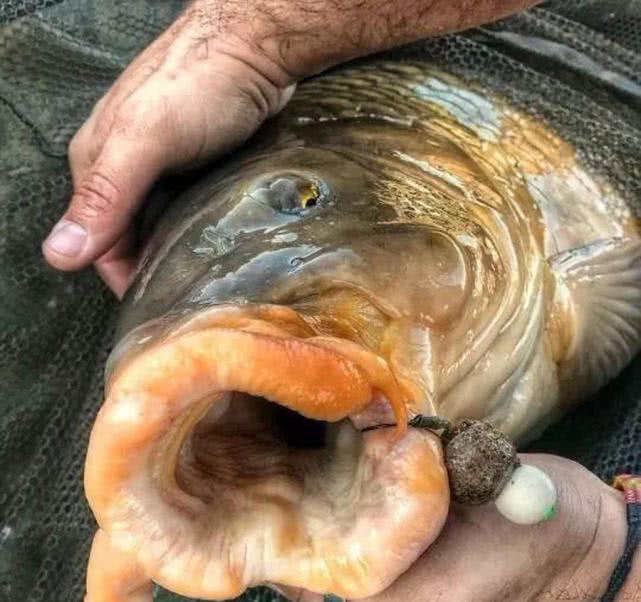 英国钓鲤鱼装备,欧洲钓鲤鱼的方法