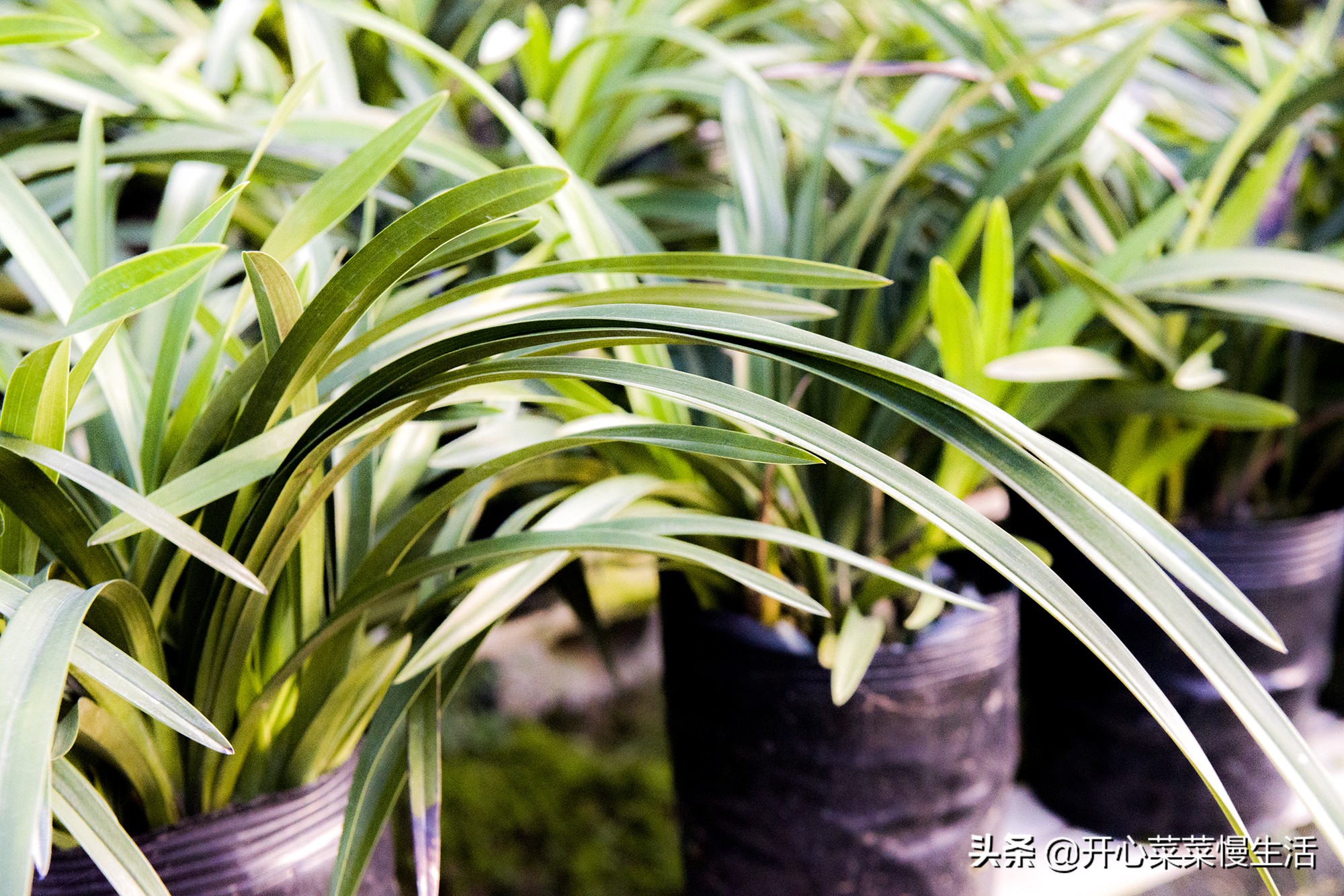 江西省赣州全南,江西省赣州市全南县