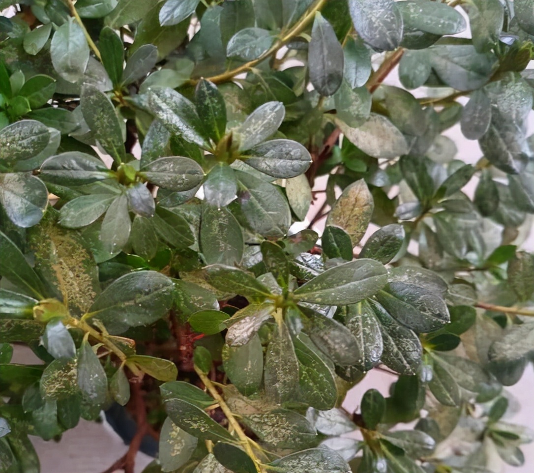 螨虫怎样解决是最好最有效的方法,螨虫大爆发