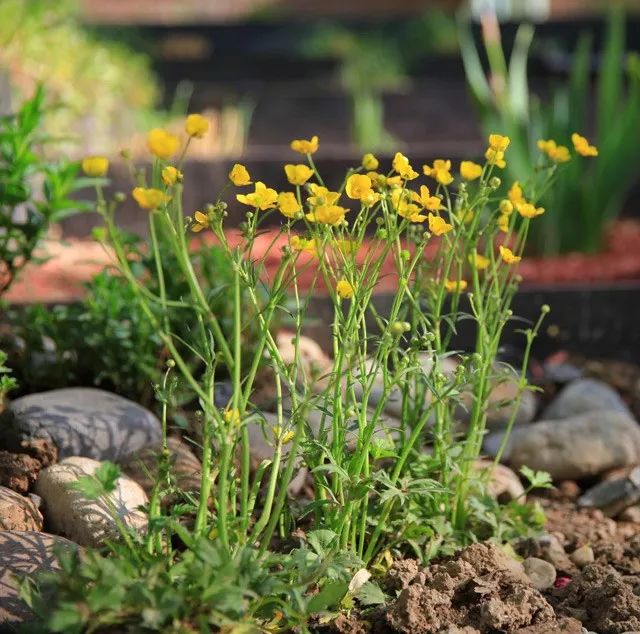 雨水花园植物区,雨水花园水生植物