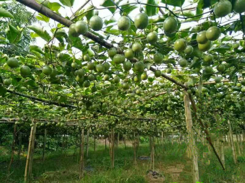 留村黄金百香果种植技术,自己果园种植的高山百香果
