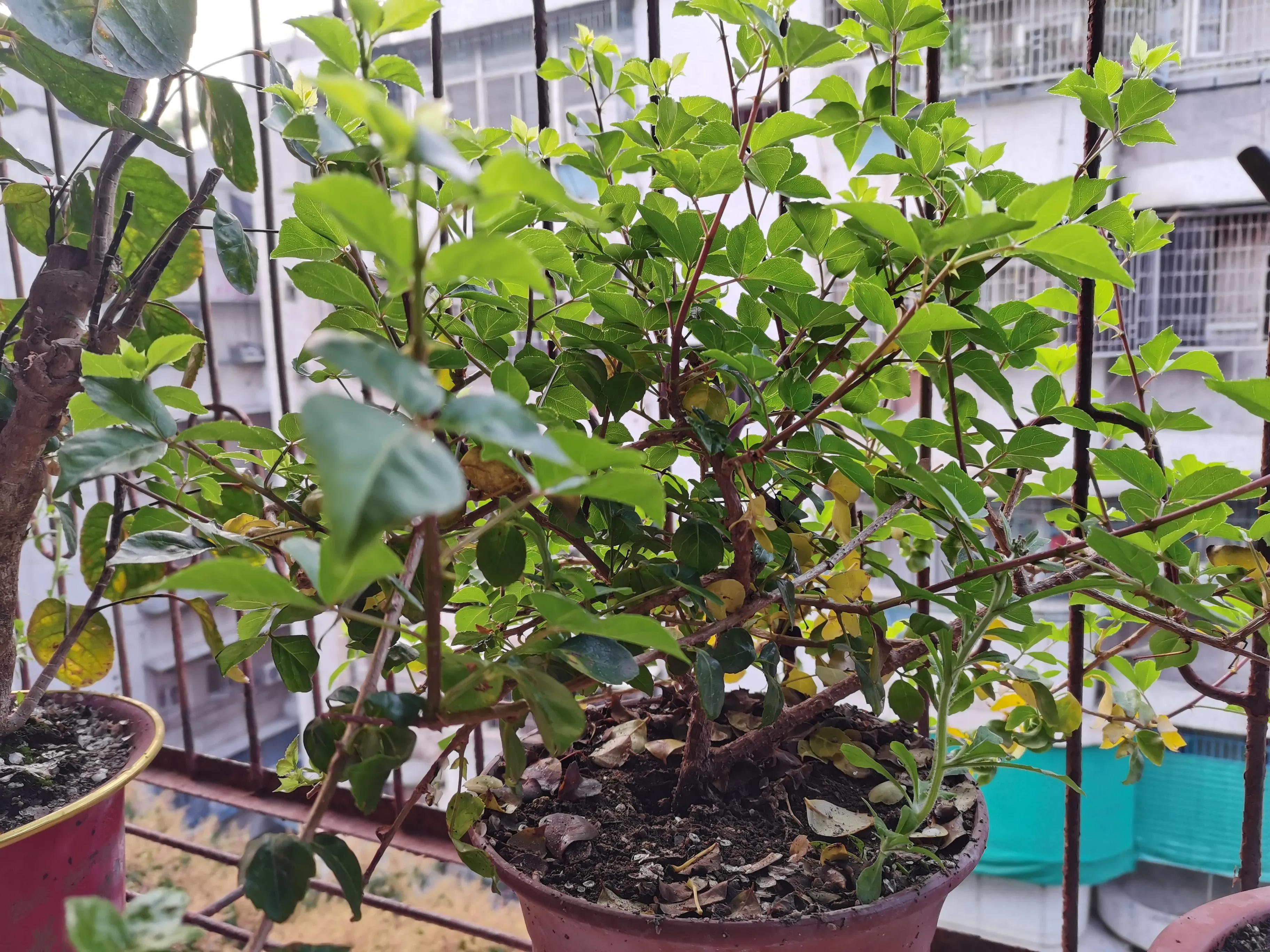 苦刺心的功效与作用图片,潮汕苦刺心的功效及作用