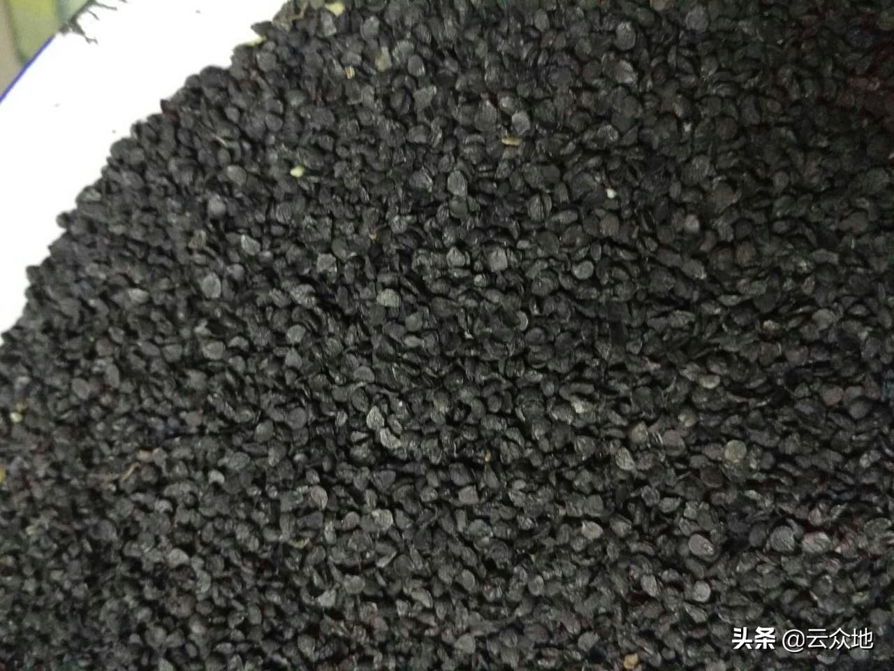 韭菜种植标准化技术,韭菜分株繁殖