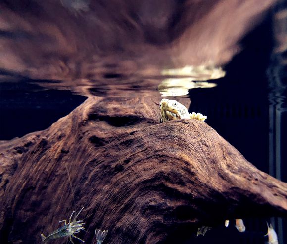 新龟到家一直浮水怎么处理,黄头侧颈龟浮水拒食怎么治