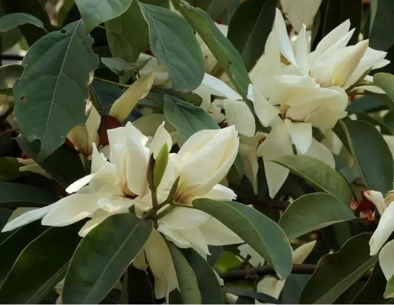 好书推荐快来领取你的宝藏书单,100种百花图谱大全