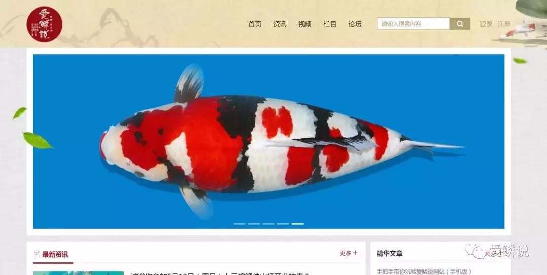 爱鳞说和红运锦鲤,爱鳞说锦鲤直播