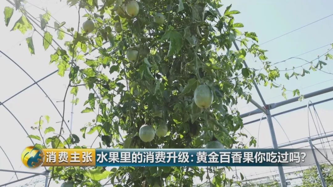 黄金百香果口感和普通百香果有何区别?