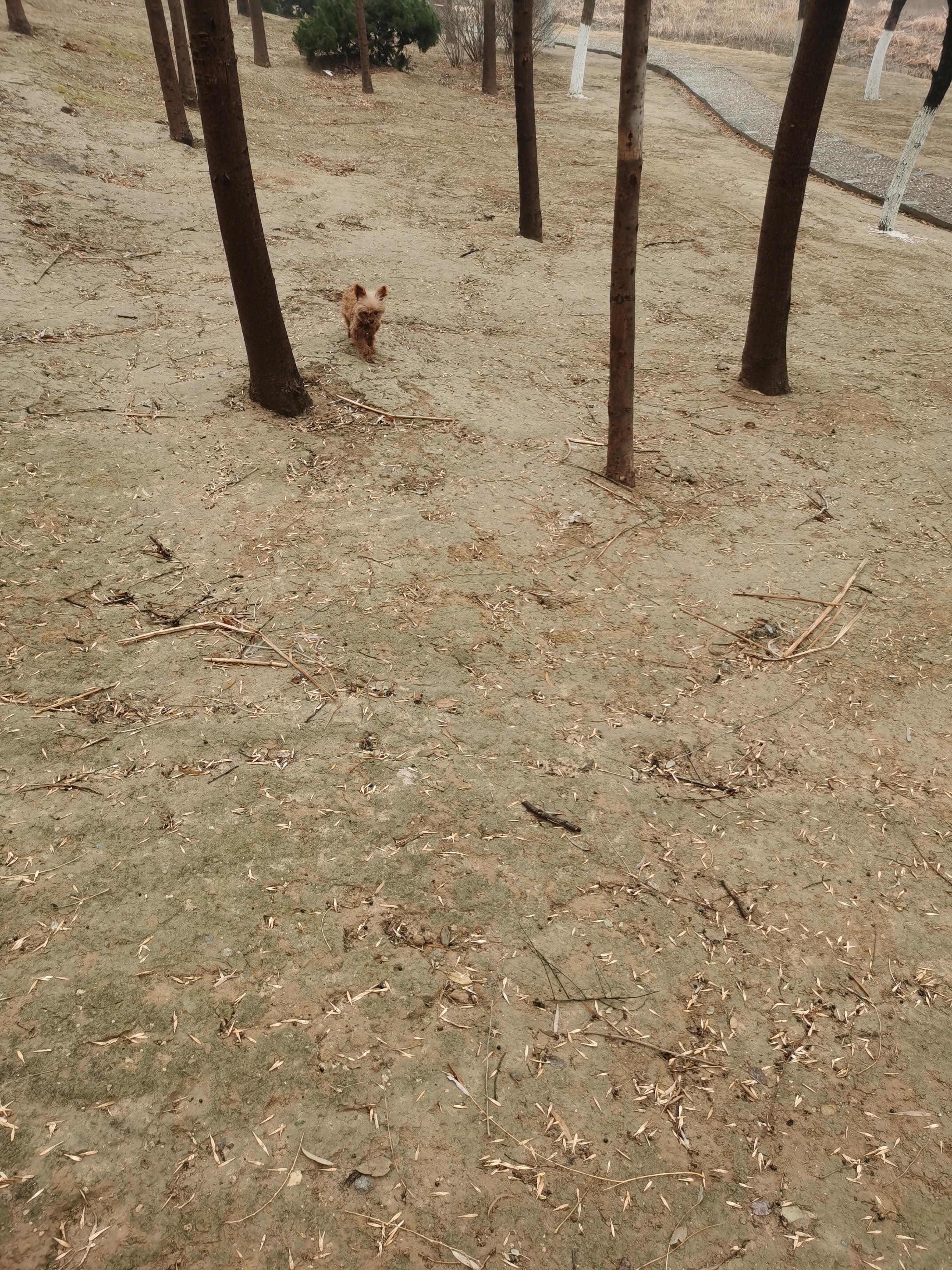 遛狗拴绳很难吗,遛狗拴绳