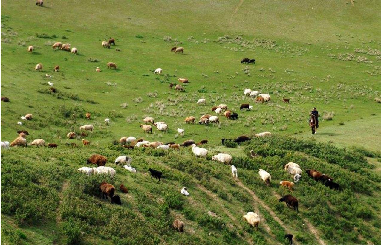 尼勒克县在天山脚下,尼勒克县离天山有多远