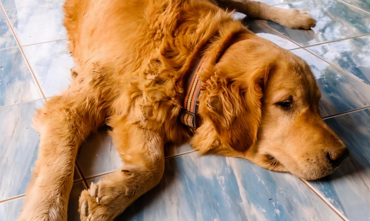 金毛犬拉稀怎么回事,金毛犬拉稀有什么症状