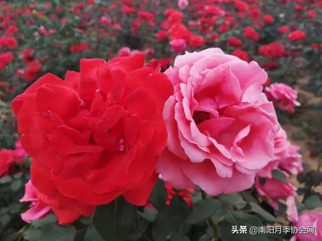 南阳月季欣赏的地方,南阳大月季