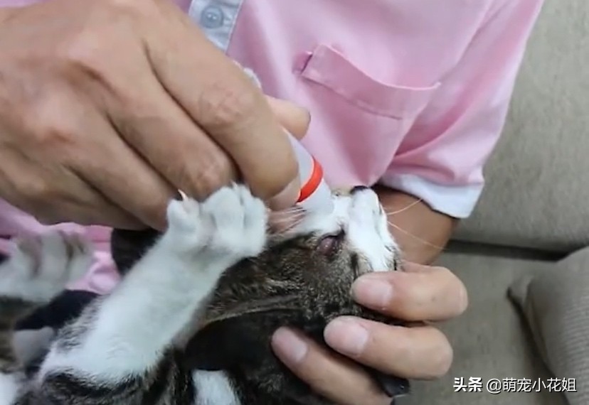 田园猫自愈能力多强,田园猫生存能力强的原因