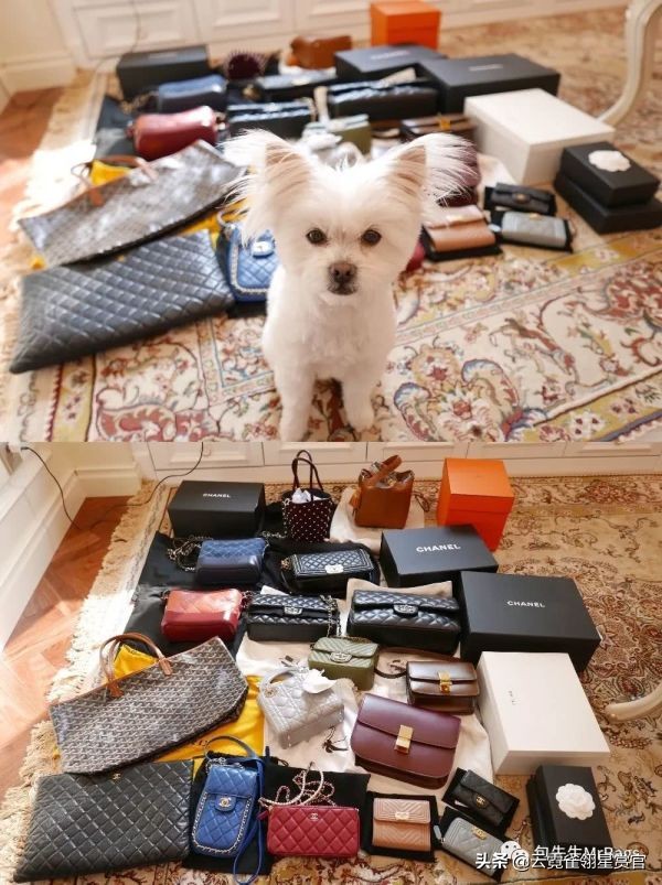 好看又大的宠物包,超好看的宠物包