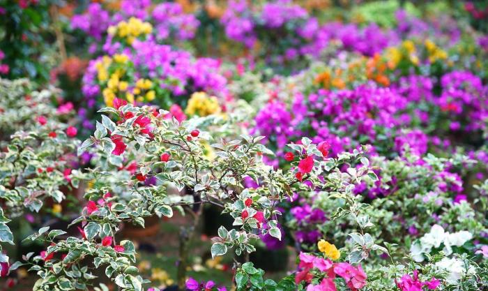 花里小黑飞根除绝招,治花土里小黑飞最好的方法