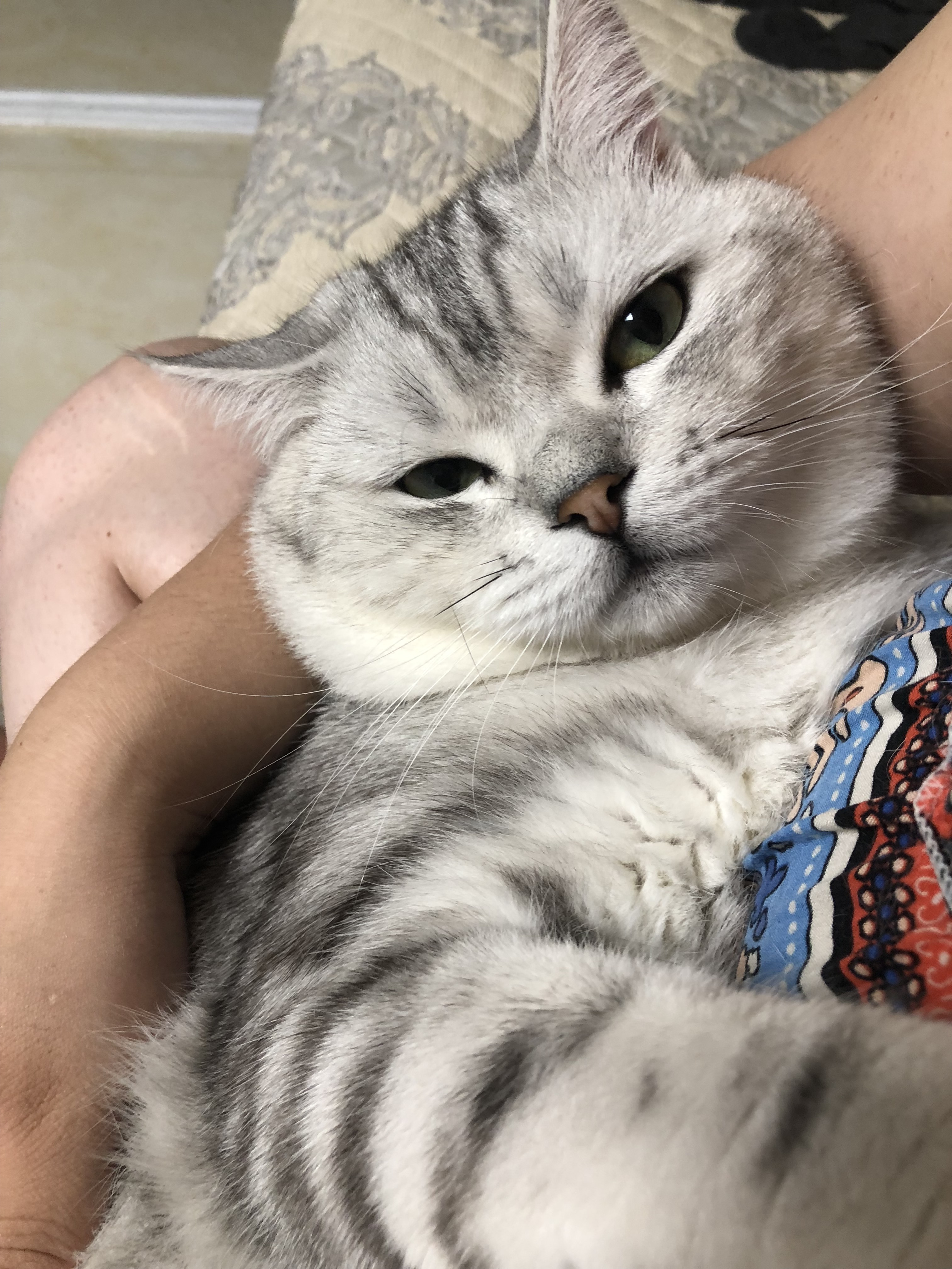 猫藓不可怕,对抗它需要的不仅仅是药物,更需要时间与耐心