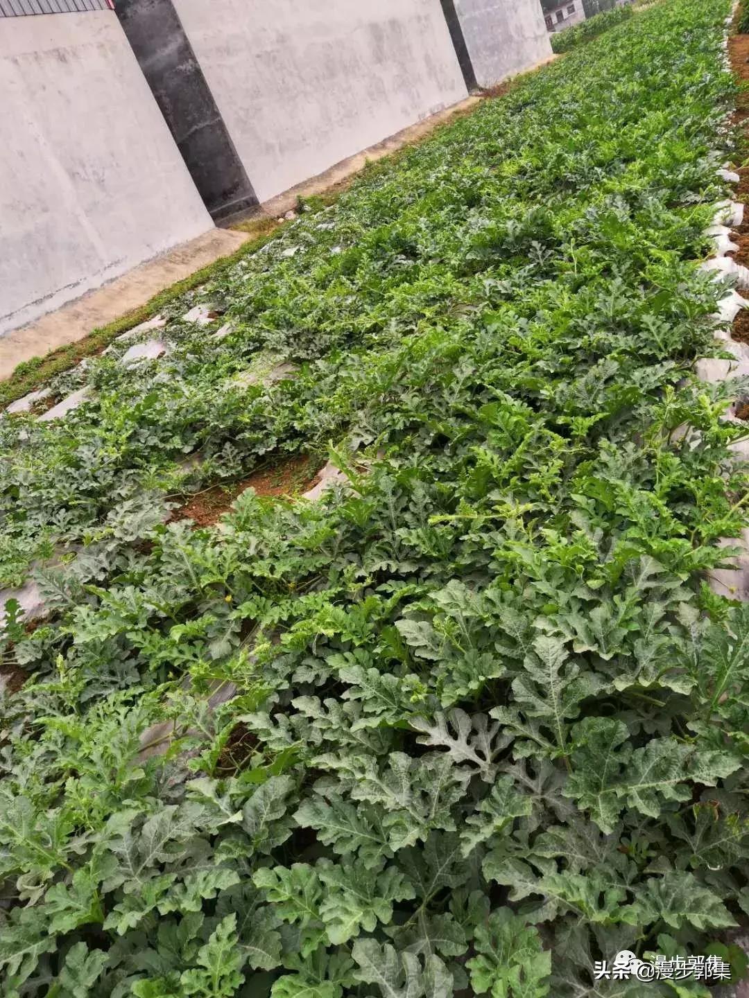 今年哪里的西瓜丰收了,现在的西瓜都成什么样子了