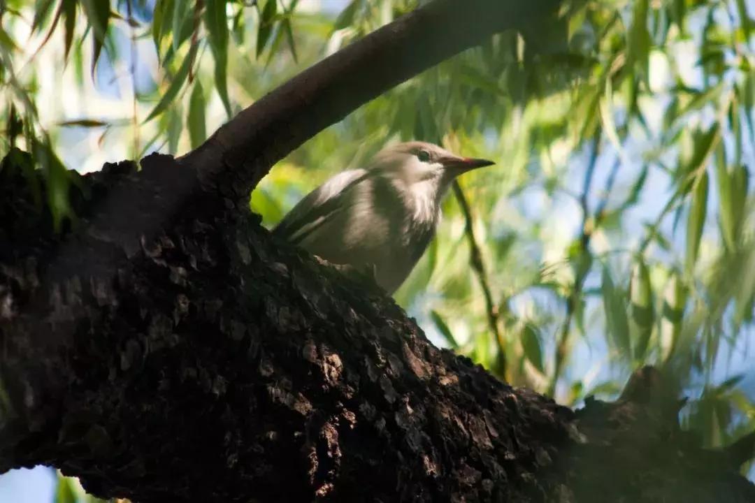 北京这个学校很“火”!坐拥3大花园、果园、动物园,集美貌与知识于一体!