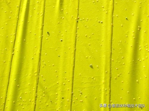 西红柿叶子上有黑色小飞虫怎么办,西红柿叶子上有小白蛾怎么办