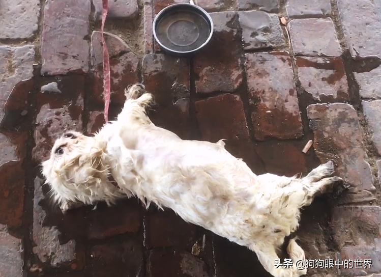 狗狗轻度中暑有意识能自行恢复吗,狗狗中暑放在空调房降温可以吗