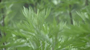 防晒霜高端日本品牌,既好用又便宜的防晒霜