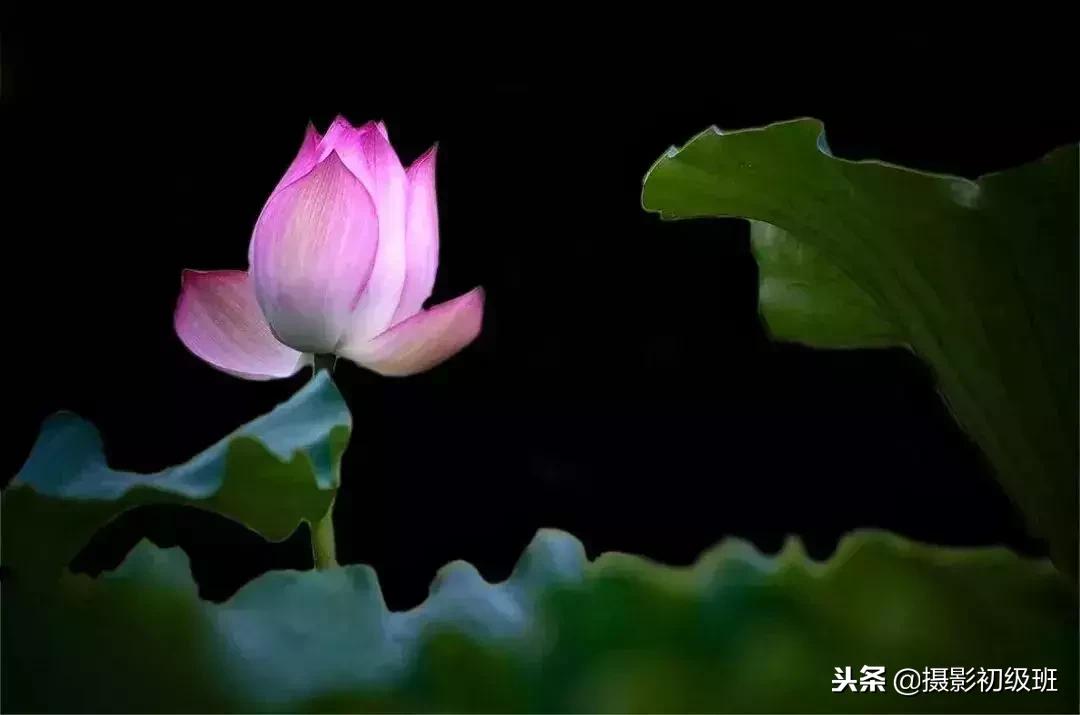 摄影基础知识：如何拍出纯黑色背景照