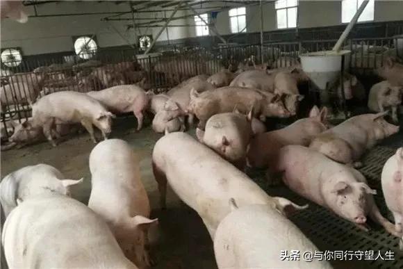 猪价飞天,飞天生肖猪价格最新行情