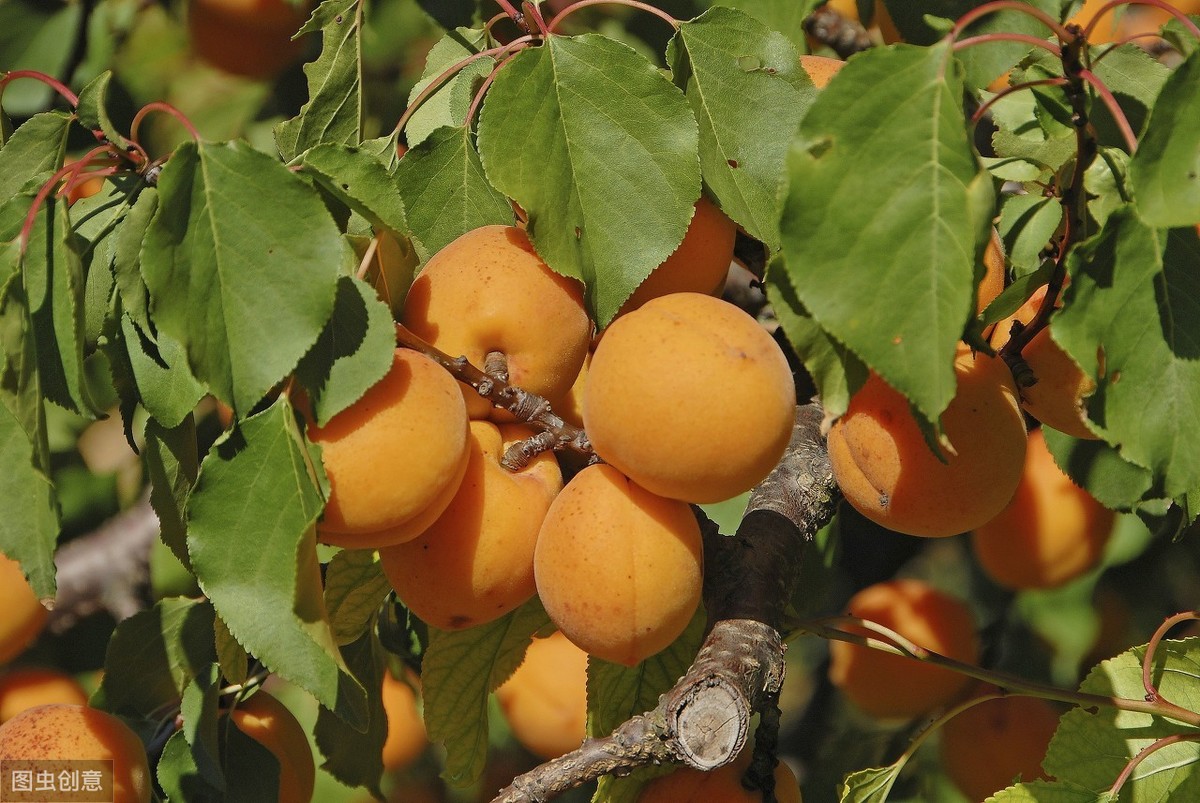 刚栽的杏树怎样管理,杏树如何管理又大又甜