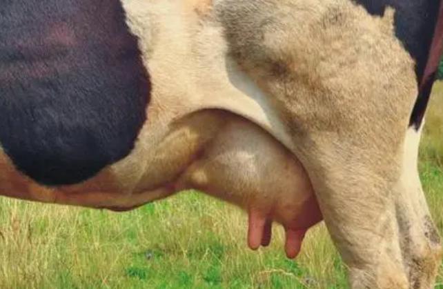 母牛没奶怎么下奶？母牛吃什么能下奶？学会了很有用