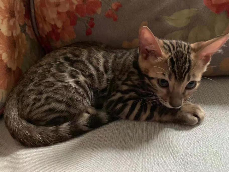 猫感染了新型冠状病毒有什么症状,猫感染新型冠状病毒会有哪些症状