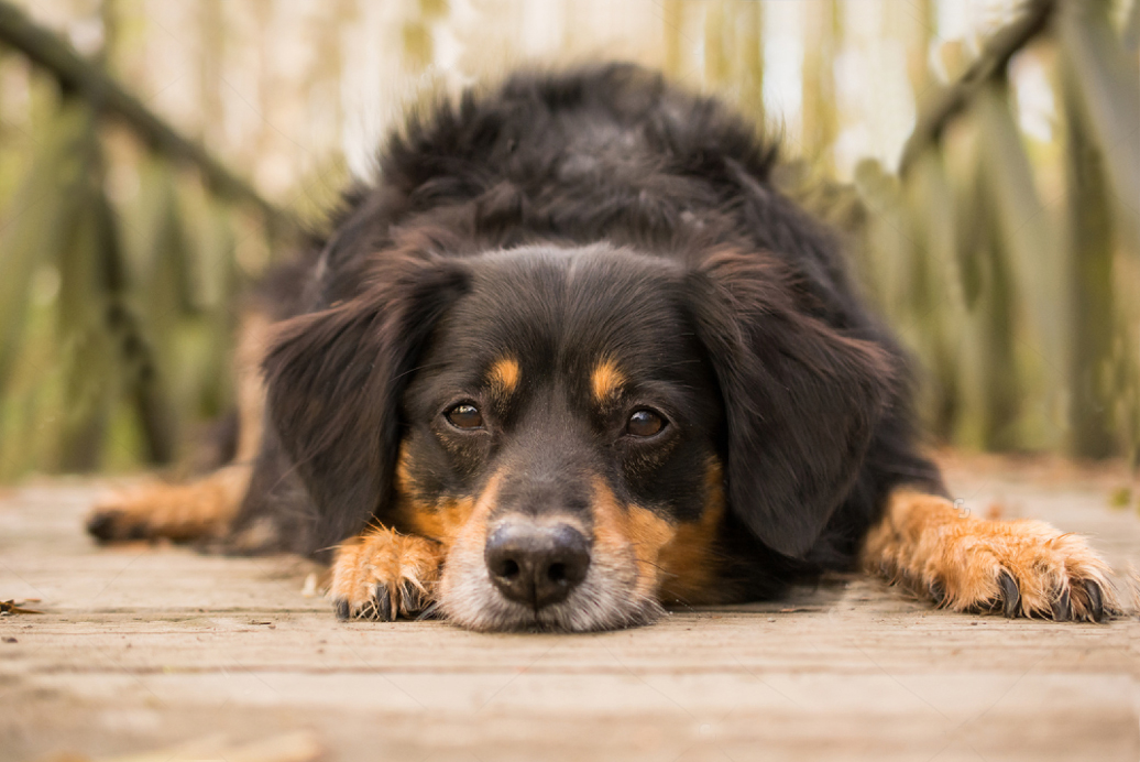 不听话的狗如何驯服,如何引导宠物狗不发脾气