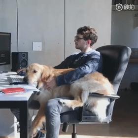 养什么狗好不爱叫,养什么狗不拆家不生病