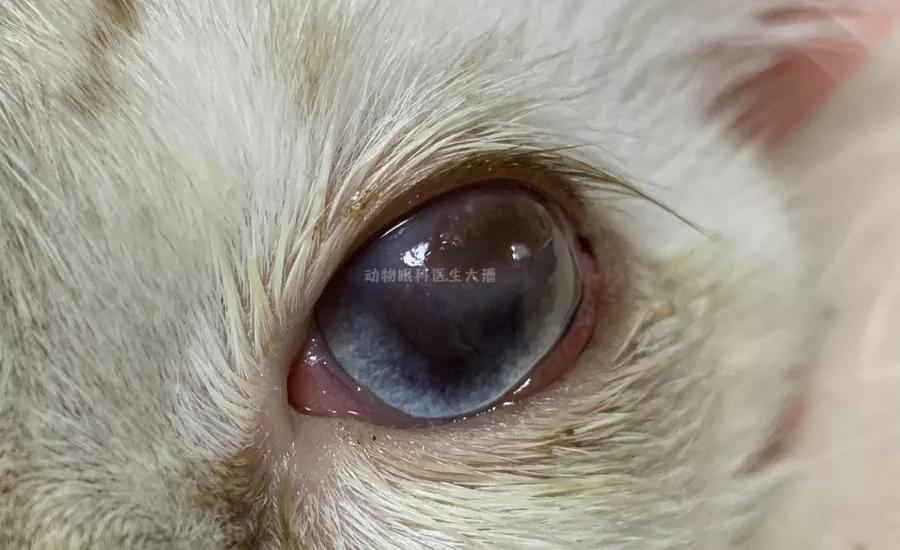 猫眼睛化脓红肿用什么眼药水,猫眼睛睁不开流眼泪还红肿