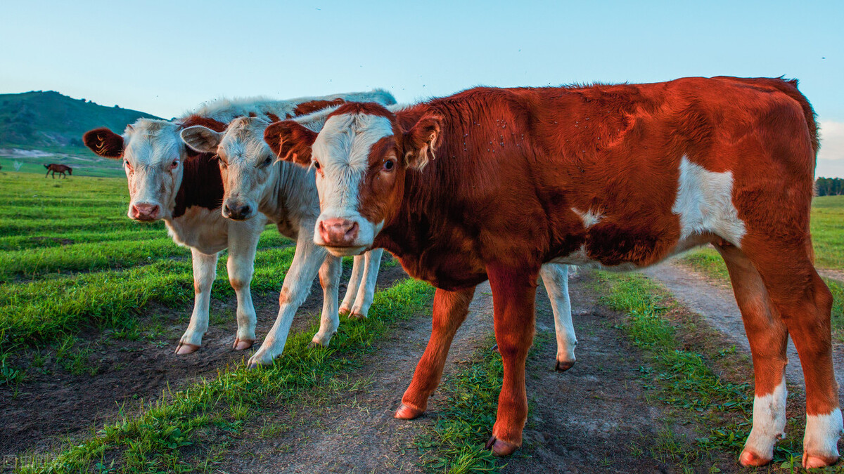 母牛产犊犊牛怎么护理,产房的管理