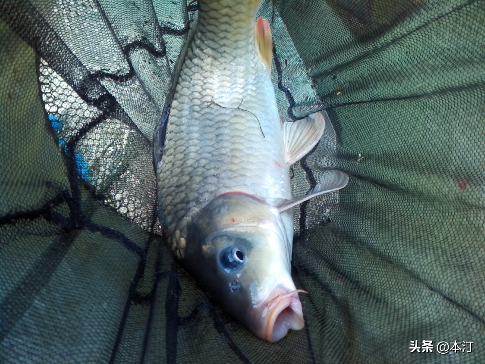 钓鱼怎么选择窝子,石窝钓鲤鱼钓法