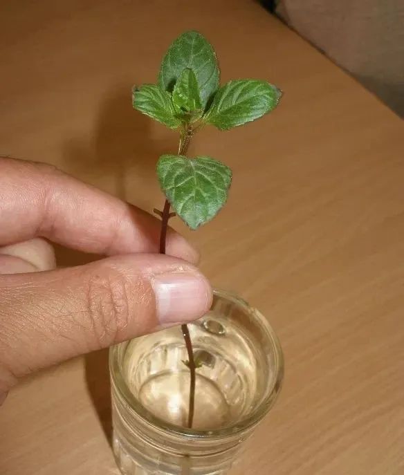 薄荷怎么扦插水培,薄荷的扦插养殖方法图片