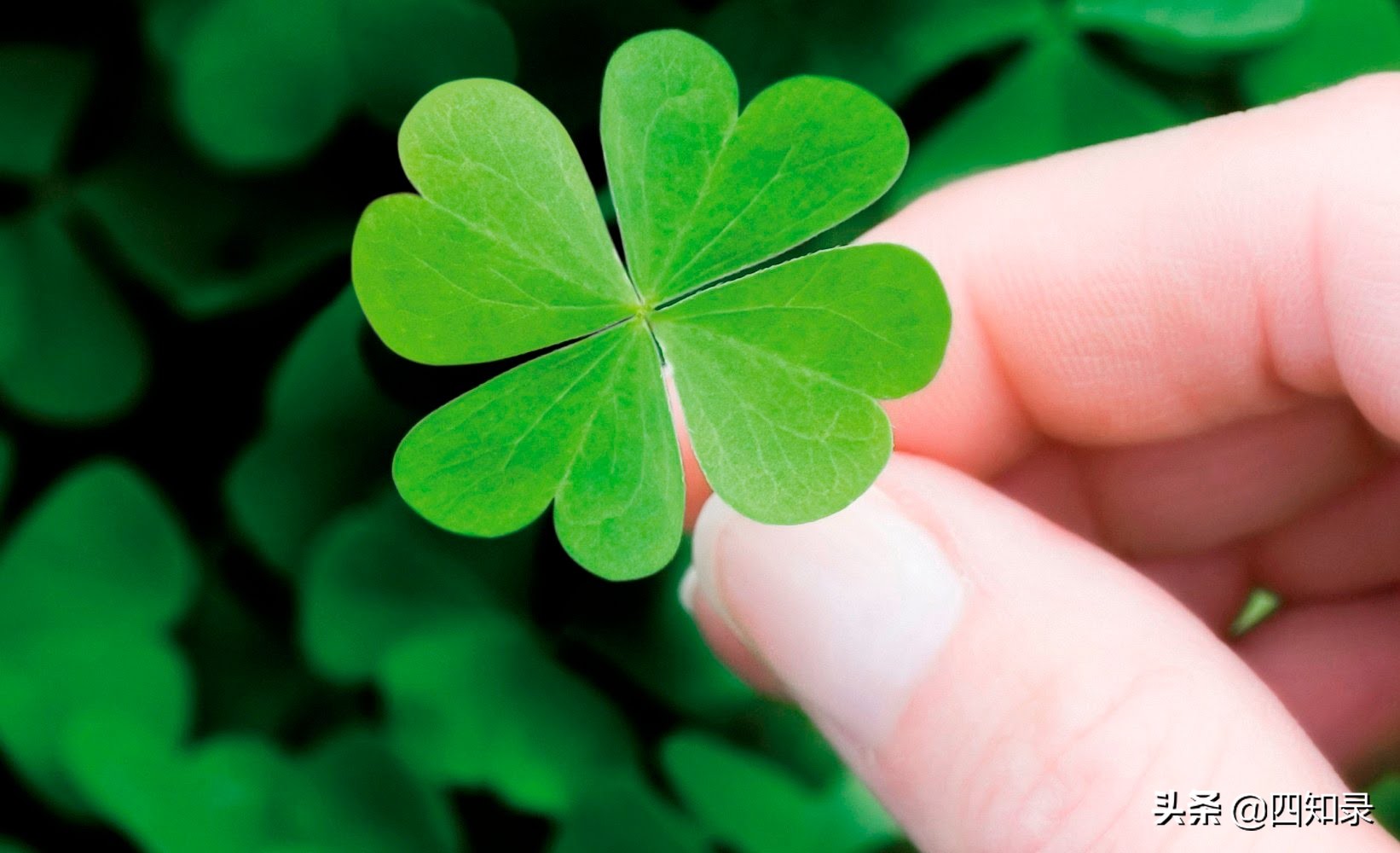 遇到老婆是我这辈子最大的幸运,我的幸运妻子英语