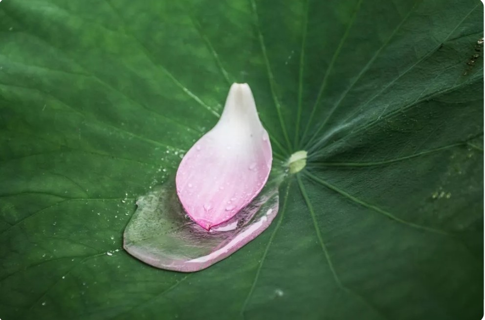 中华经典二十八个字的诗,10句诗总结一生