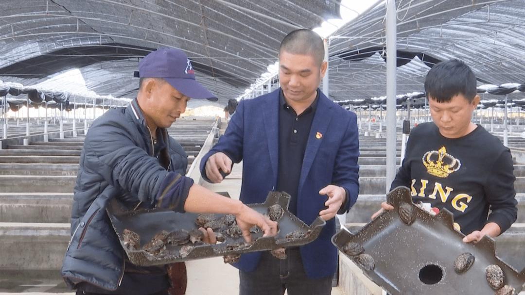 鲍鱼养殖如何赚钱,人工养殖鲍鱼