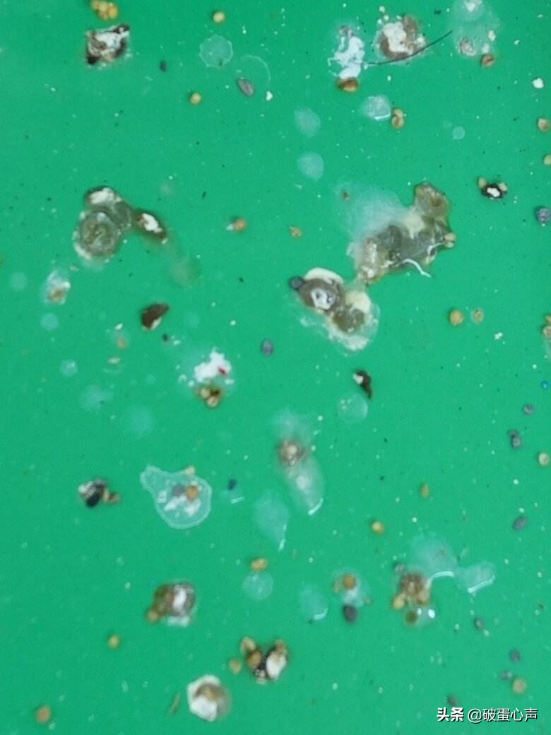 鹦鹉喂养的诀窍是什么,如何给鹦鹉鸟食物喂养好