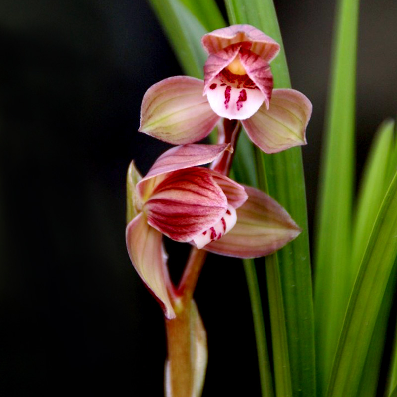 兰花八大名品价格,荷瓣兰花第一名品