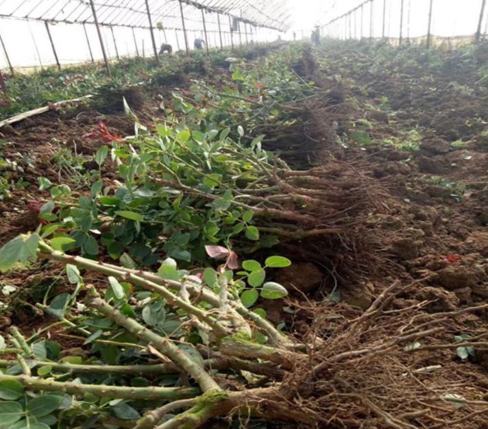 5种洋气花,什么花价格便宜又好养