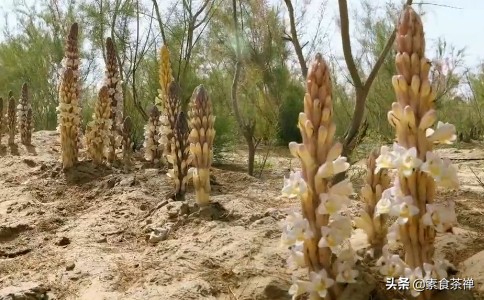沙漠人参肉苁蓉哪里的最好,肉苁蓉生长环境与沙漠优势