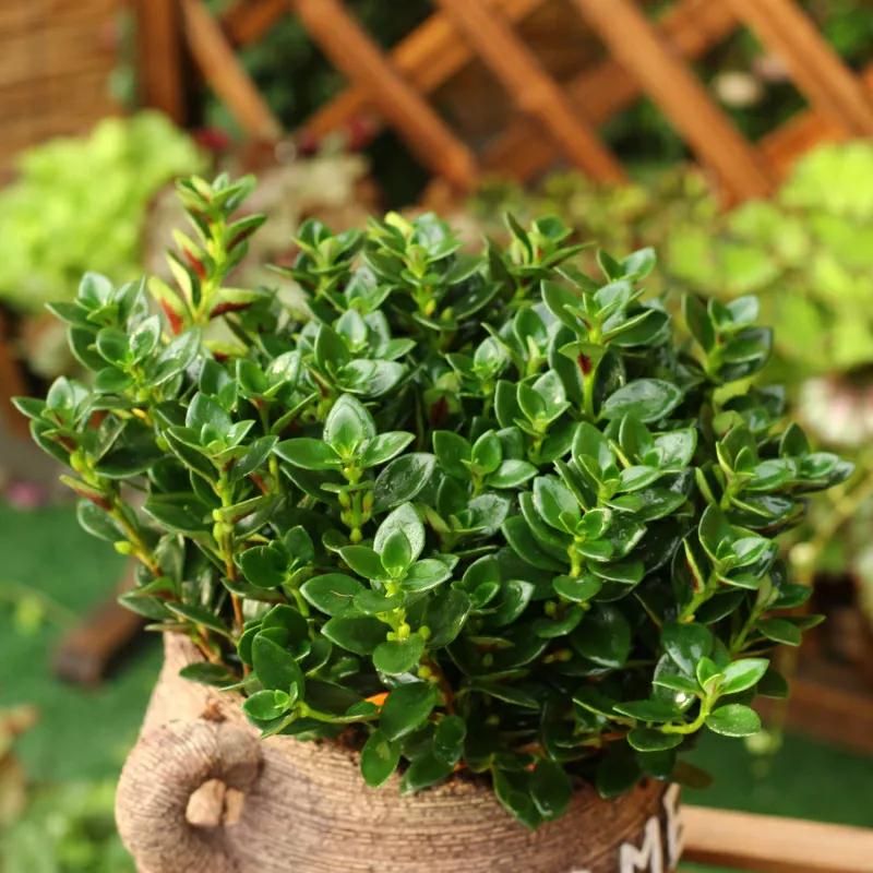 小金鱼花怎么养花开不败,小金鱼花好养吗图片