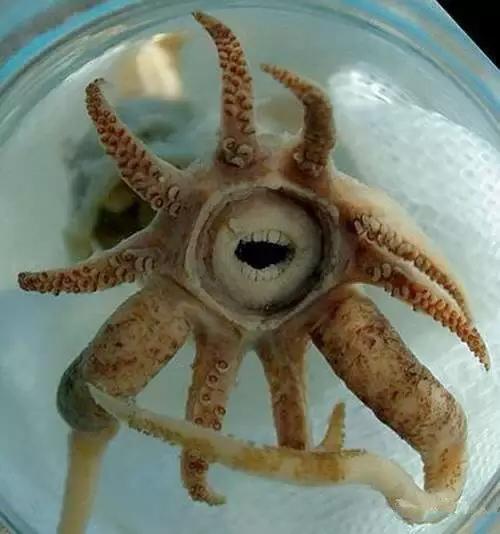 海南渔民整理的海鲜大全,渔民海鲜介绍